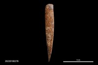 藏品(骨尖器)的圖片